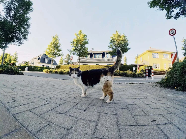 Dreifarbige Katze auf einem gepflasterten Gehweg in einer Wohnstraße, die direkt in die Kamera blickt
